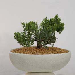Zen Harmony Bonsai – Modern White Planter