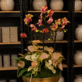 Orchid arrangement in a gold pedestal bowl with pink and orange blooms