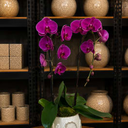 Purple orchids in a white ceramic pot on a wooden table
