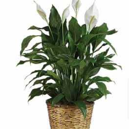 Potted peace lily plant with white blooms in a woven basket