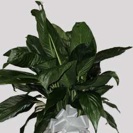 Large Peace Lily