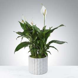 Modern Spathiphyllum Plant by BloomNation™