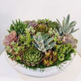 Blush & Green Succulent Bowl
