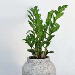 Urban Green ZZ Plant
