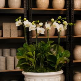 White orchids arranged in a white pedestal planter