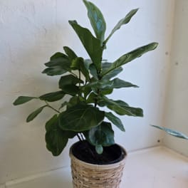 Potted fiddle leaf fig plant in a woven basket cover