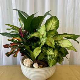 Dish Garden Large 10-inch ceramic container