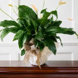 Potted peace lily with white blooms and a decorative ribbon