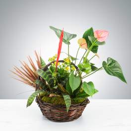 Tropical plant arrangement in a wicker basket with pink anthuriums