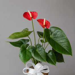 Potted anthurium plant with red blooms in a wicker basket