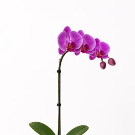 Potted purple orchid with broad green leaves in a white planter