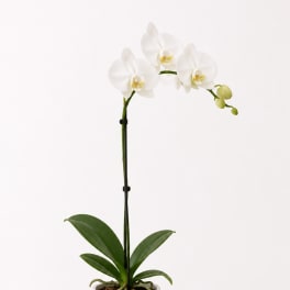 White orchid plant in a white pot