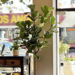 Urban Fiddle Leaf Fig