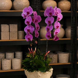 Potted arrangement with purple orchids in a cream urn-style planter