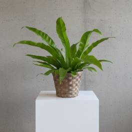 Green potted plant in a woven basket planter