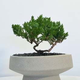 Zen Horizon Bonsai