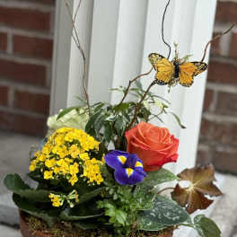 Dish Garden with a butterfly