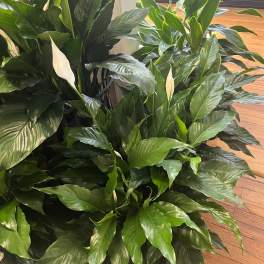 Large peace lily plants with white blooms and glossy green leaves