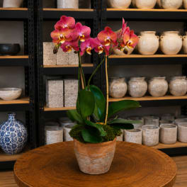 Pink orchid plant in a terracotta pot on a wooden table