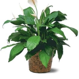 White peace lily plant in a woven basket planter