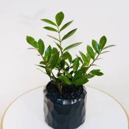 ZZ Plant