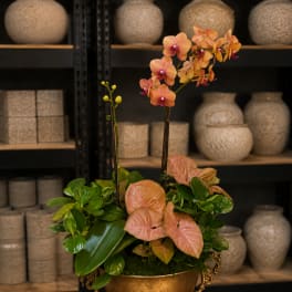 Orchid arrangement in a gold urn with pink leaves and green foliage