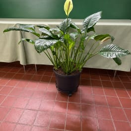 Potted peace lily plant with glossy dark green leaves and a pale yellow bloom