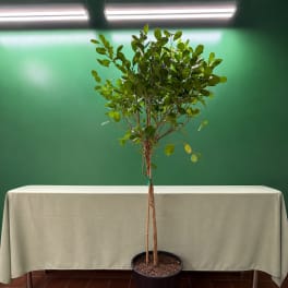 Tall potted indoor tree with glossy green leaves in a black container