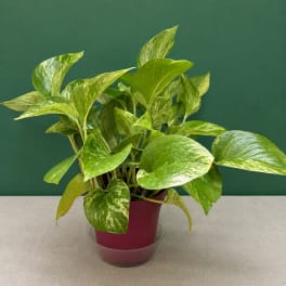 Potted variegated pothos plant in a burgundy nursery pot