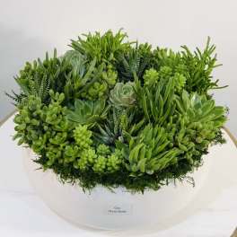 Elegant Green Succulent Bowl Arrangement