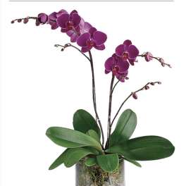 Orchid purple