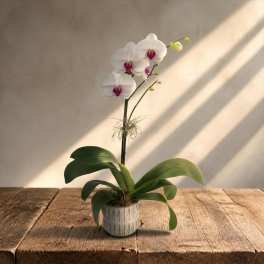 Phalaenopsis Orchid1 (BB)