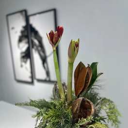 Amaryllis stems in a gold container with mixed greenery