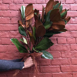 Bundle of magnolia branches tied with a ribbon