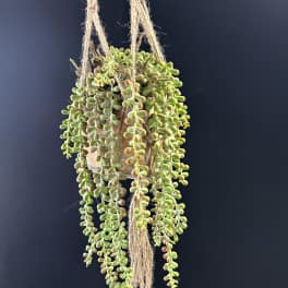 Faux String of Pearls