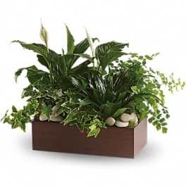 Rectangular planter with assorted green houseplants and white stones