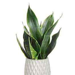 Potted snake plant in a white textured planter on a wooden stand