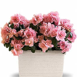 Pink carnations in a rectangular white planter