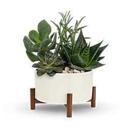 Succulent arrangement in a white planter on wooden legs