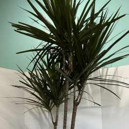 Dracaena Marginata Plant