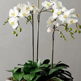 3 Orchids in a container