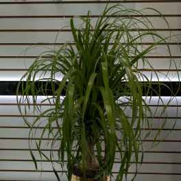 Ponytail Palm (Large)