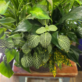 Dish Garden