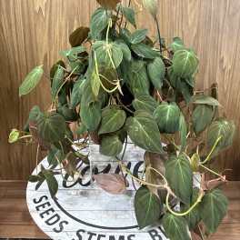 Philodendron Mican