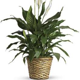 Clasic Peace Lily
