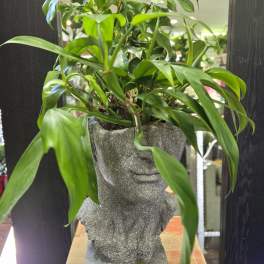 Potted green houseplant in a gray stone face planter