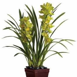 Teleflora's Splendid Orchids