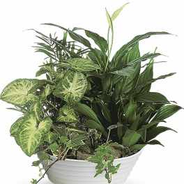 Medium Dish Garden