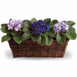 Sweet Violet Trio