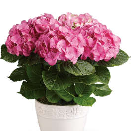 Happy Hydrangea - Pink